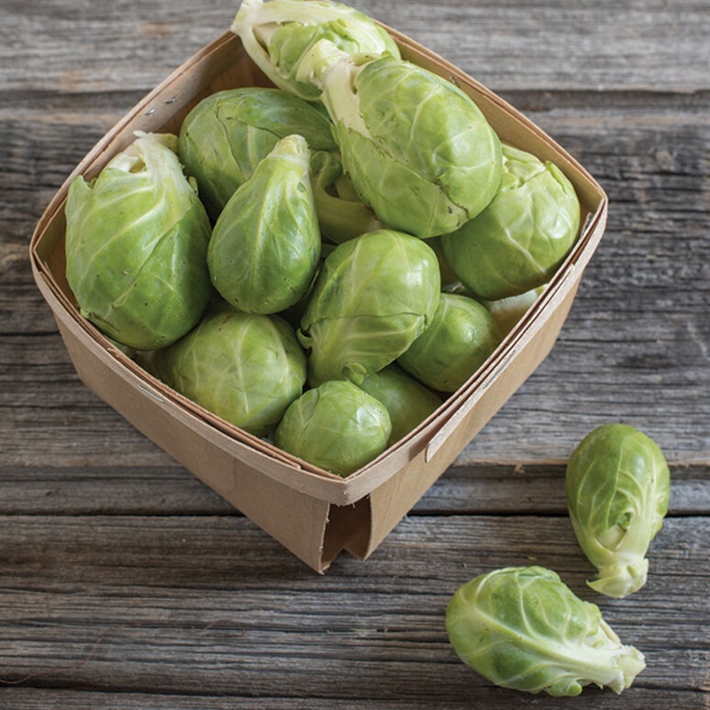 BRUSSELS SPROUT ‘Dagan’|4″ square pot