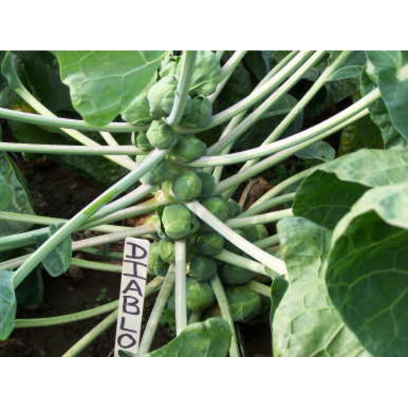 BRUSSELS SPROUT ‘Diablo’|4″ square pot
