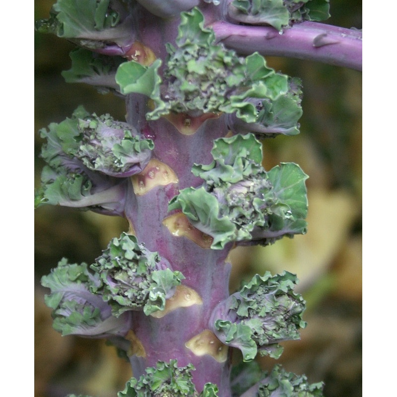 BRUSSELS SPROUT ‘Fall Stars’|4″ square pot