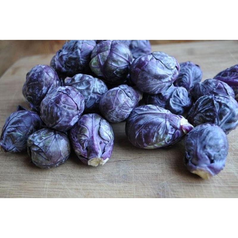 BRUSSELS SPROUT ‘Falstaff Red’