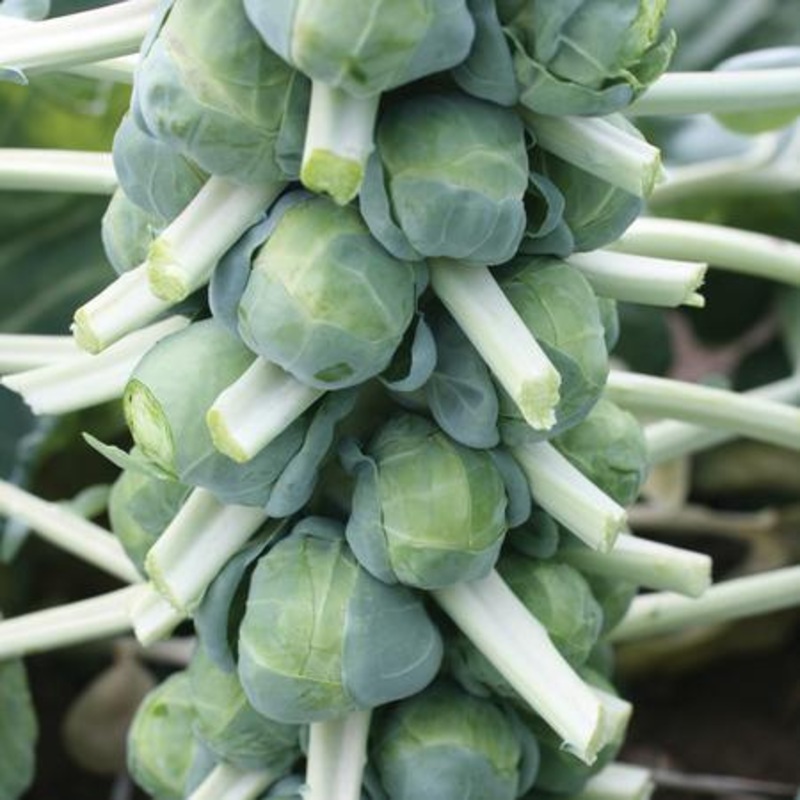 BRUSSELS SPROUT ‘Franklin’|4″ square pot