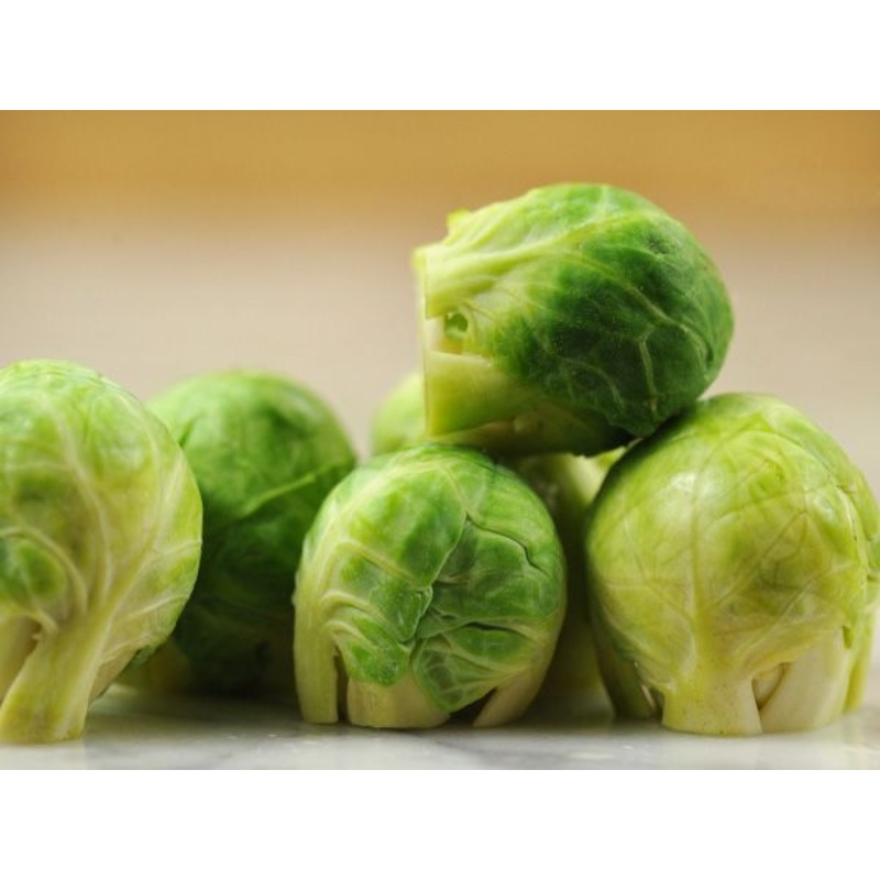 BRUSSELS SPROUT ‘Groninger’|4″ square pot