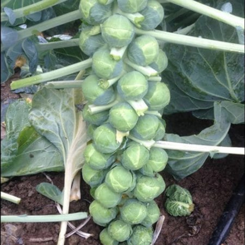 BRUSSELS SPROUT ‘Gustus’|4″ square pot