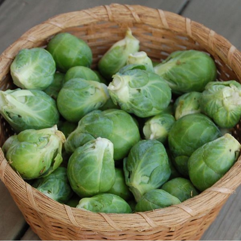 BRUSSELS SPROUT ‘Nautic’|4″ square pot