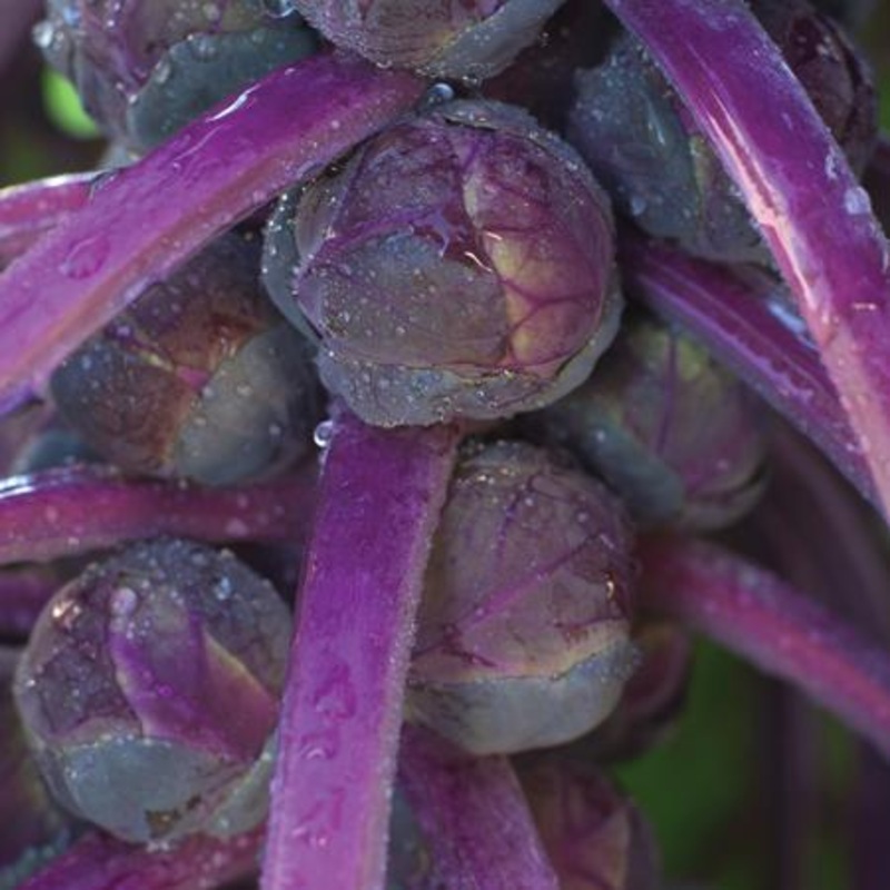 BRUSSELS SPROUT ‘Redarling’|4″ square pot