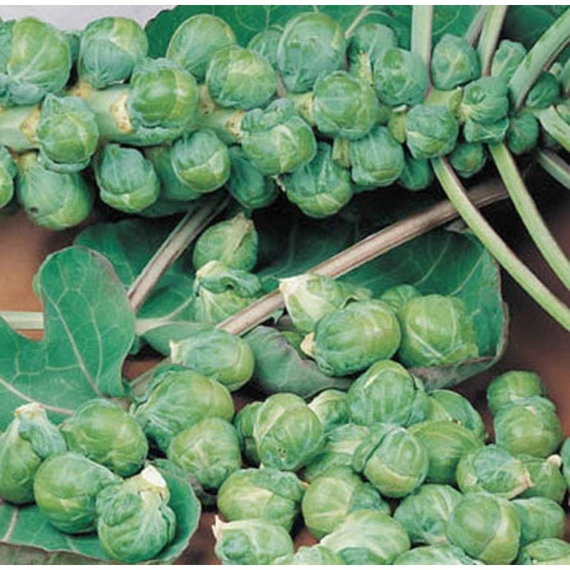 BRUSSELS SPROUT ‘Roodnerf’|4″ square pot