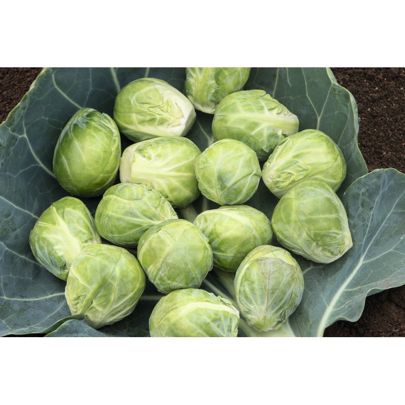BRUSSELS SPROUT ‘Speedia’|4″ square pot