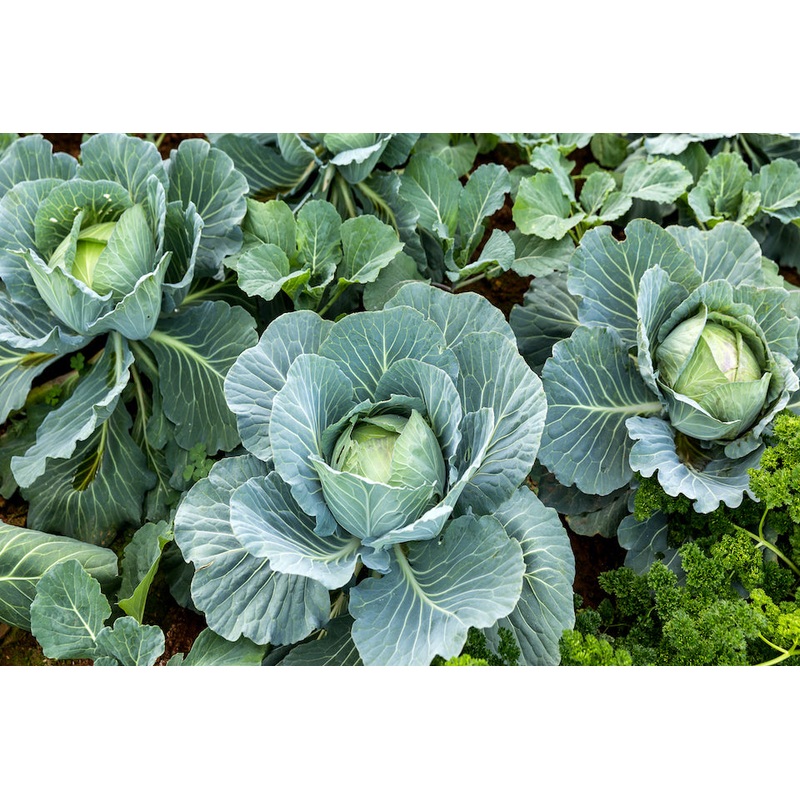 CABBAGE ‘All Seasons’|4″ square pot