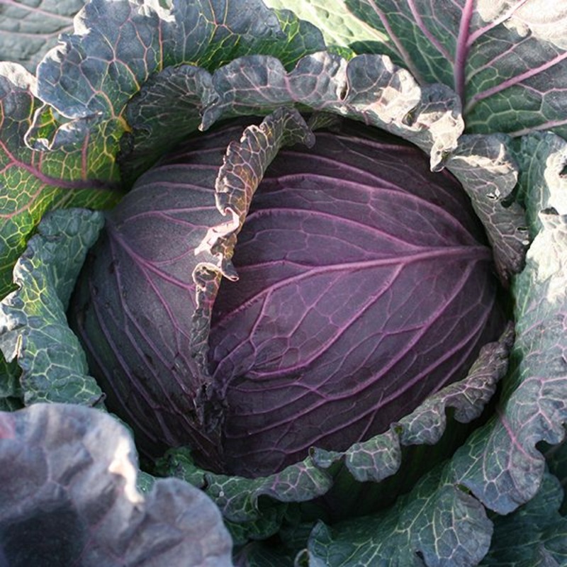 CABBAGE ‘Deadon’|4″ square pot