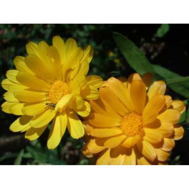 CALENDULA ‘Resina’ –Calendula officinalis–