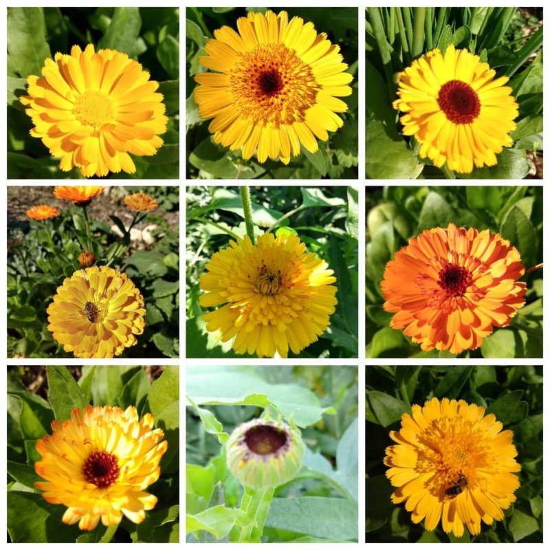 CALENDULA ‘Yellow Mix’ –Calendula officinalis–