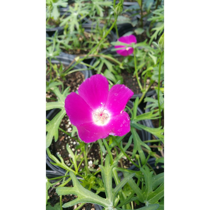 Callirhoe involucrata –Winecup–