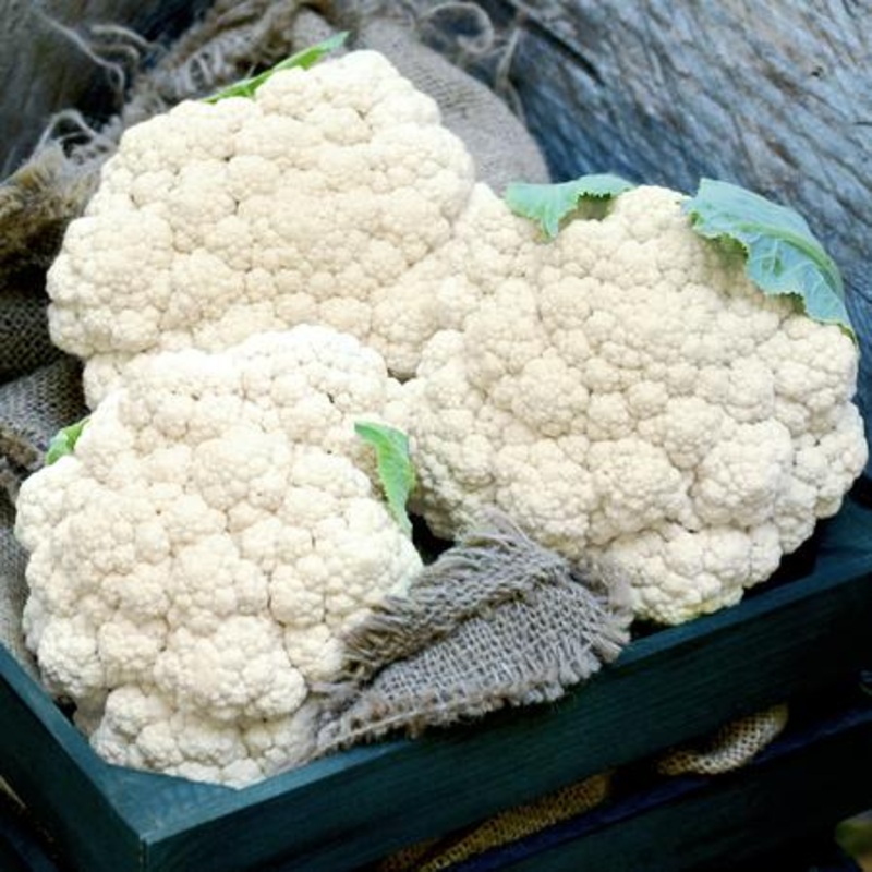 CAULIFLOWER ‘Candid Charm’|4″ square pot