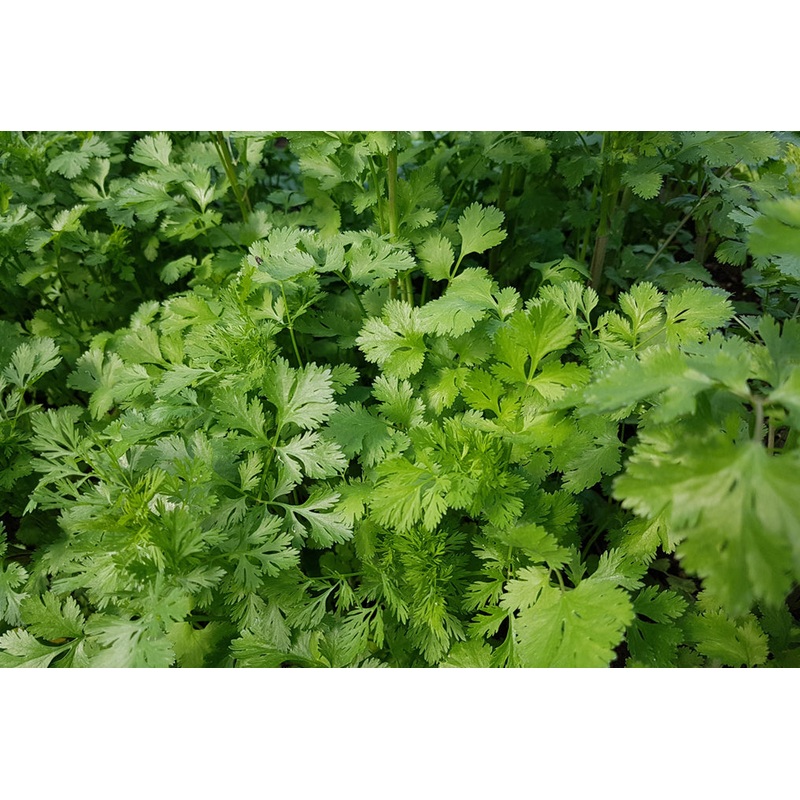 CILANTRO ‘Santo’ –Coriandrum sativum–