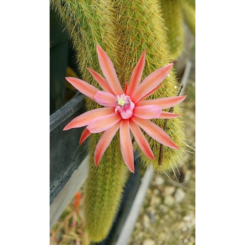 Cleistocactus winteri –Golden Rat Tail–