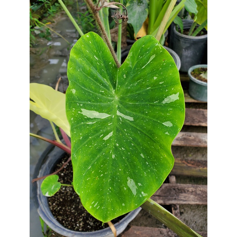 Colocasia esculenta ‘Elepaio’ –Variegated Elephant Ear–