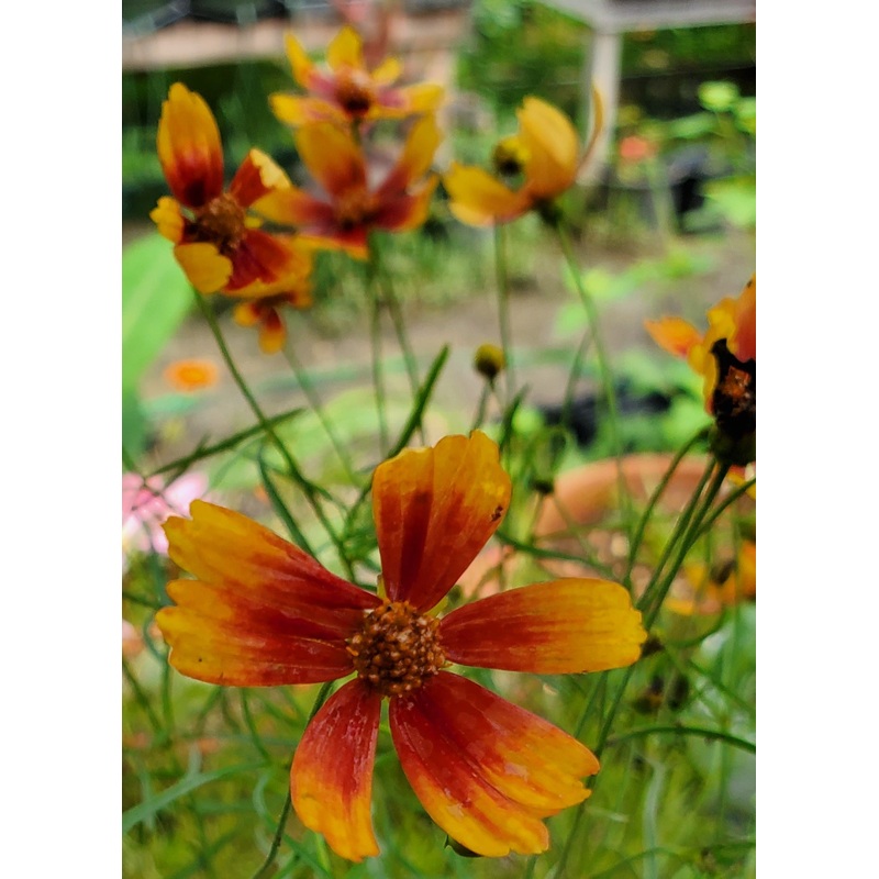 Coreopsis verticillata –Broad Street Threadleaf–