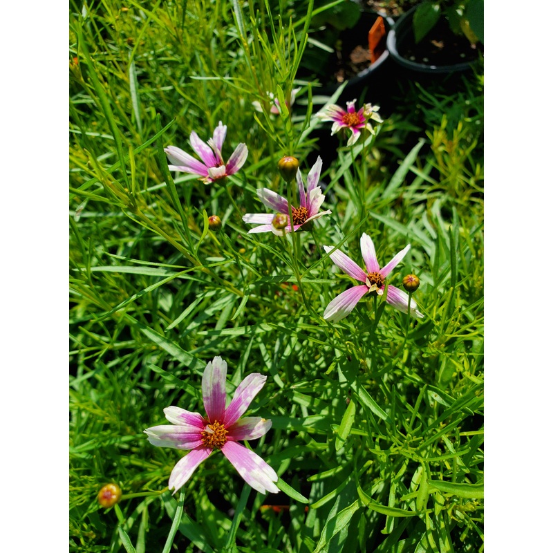 Coreopsis verticillata –Purple and White Threadleaf–