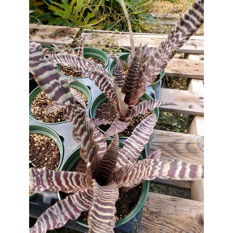 Cryptanthus ‘Elaine’|4″ round pot