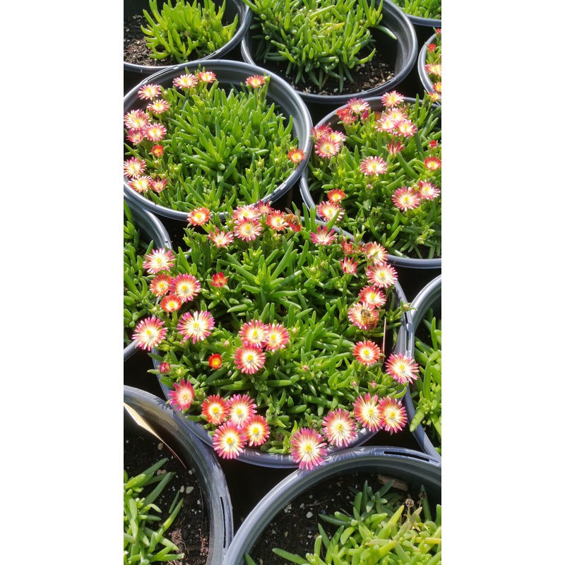 Delosperma cooperi –Ruby Jewel of the Desert–