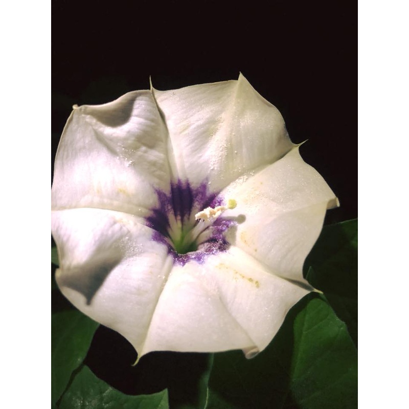 DEVIL’S TRUMPET –Datura discolor–