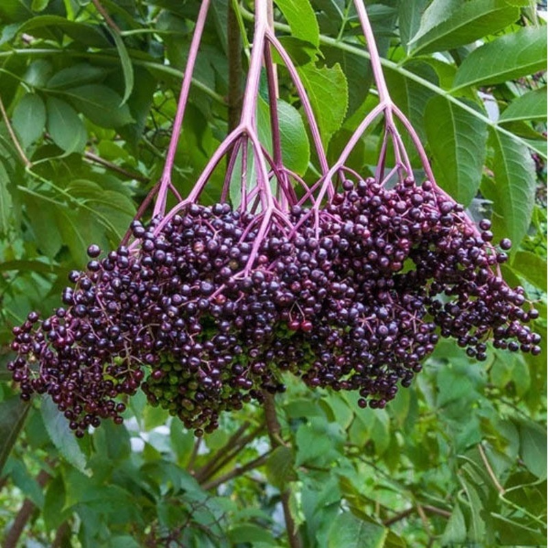 ELDERBERRY ‘Bob Gordon’ –Sambucus canadensis–
