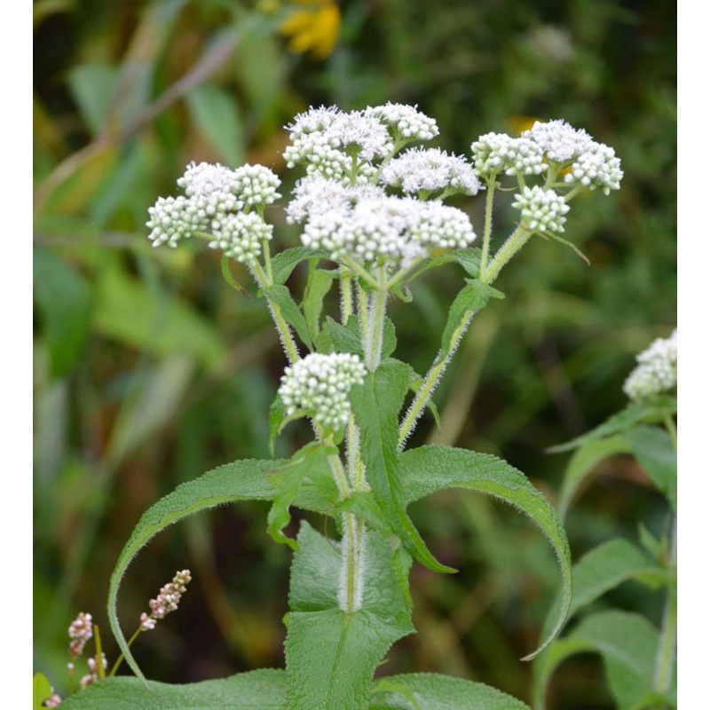 Eupatorium perfoliatum –Common Boneset–
