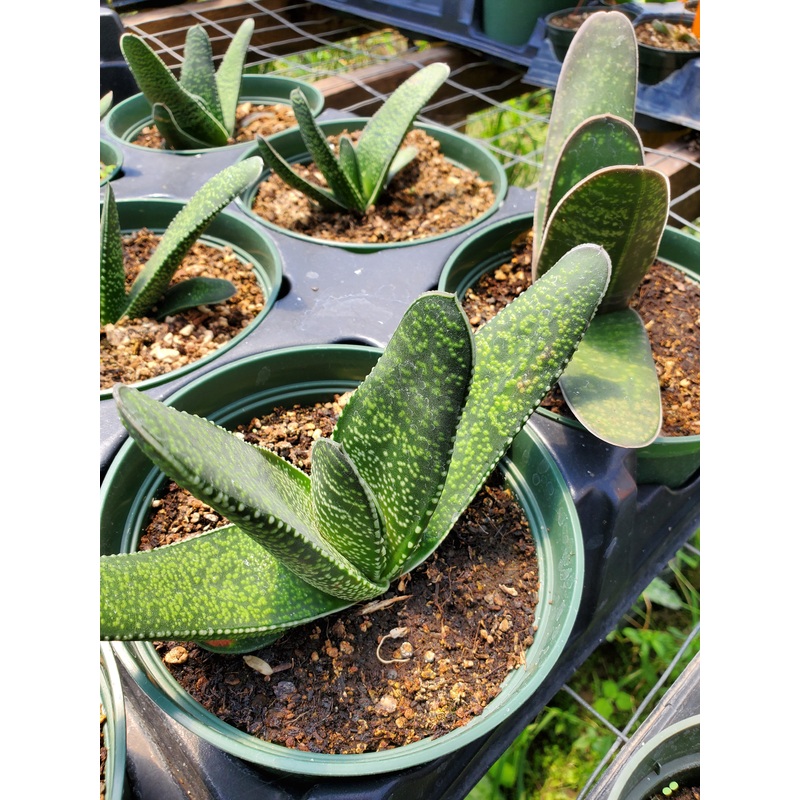 Gasteria acinacifolia –Dune Gasteria–