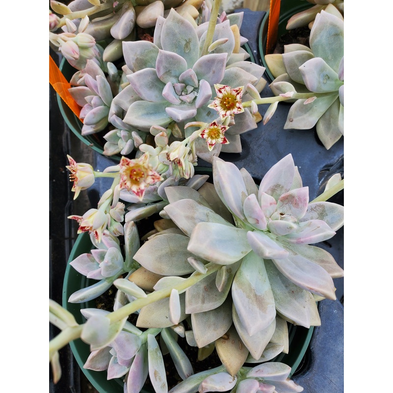 Graptopetalum ‘Marquise de Svign’