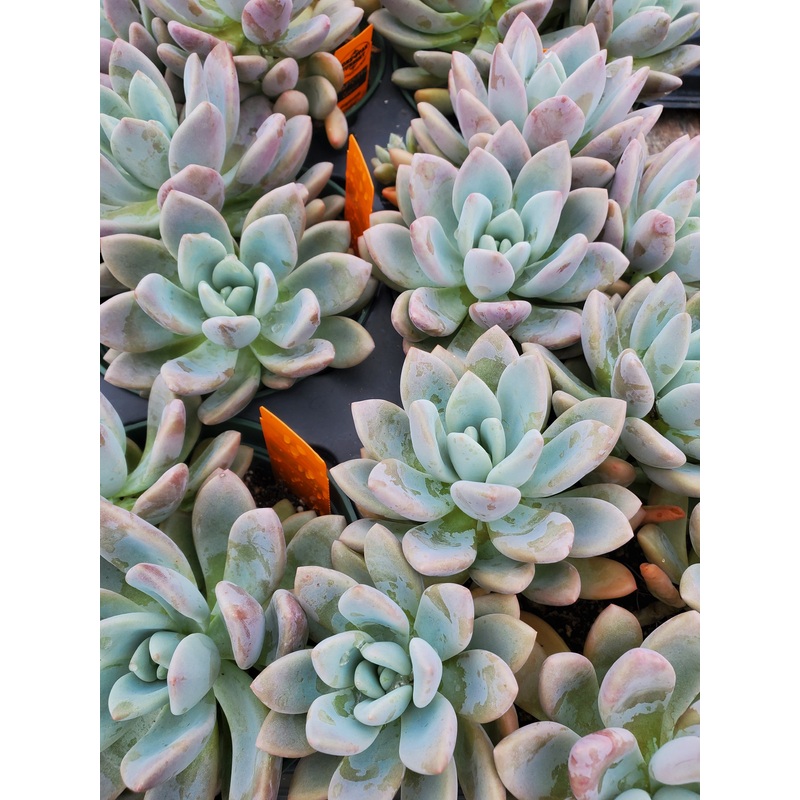 Graptoveria ‘Opalina’|4″ round pot