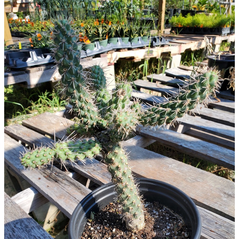 Grusonia pulchella –Dwarf Cholla–