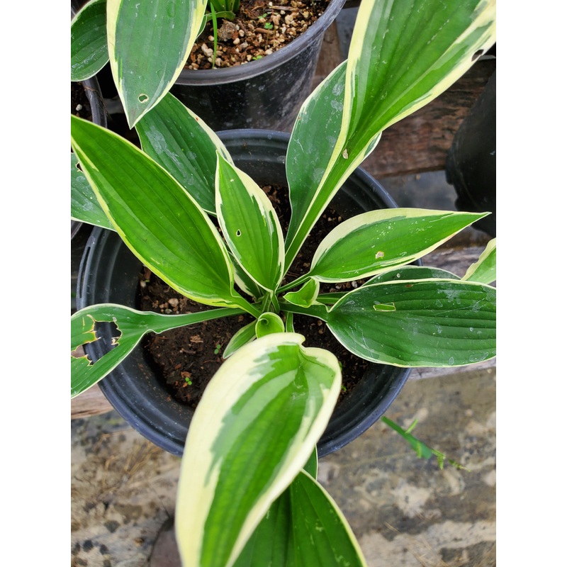 Hosta undulata ‘Variegata’|1 quart round pot