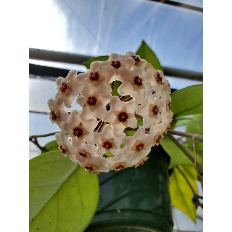 Hoya motoskei|6″ hanging basket