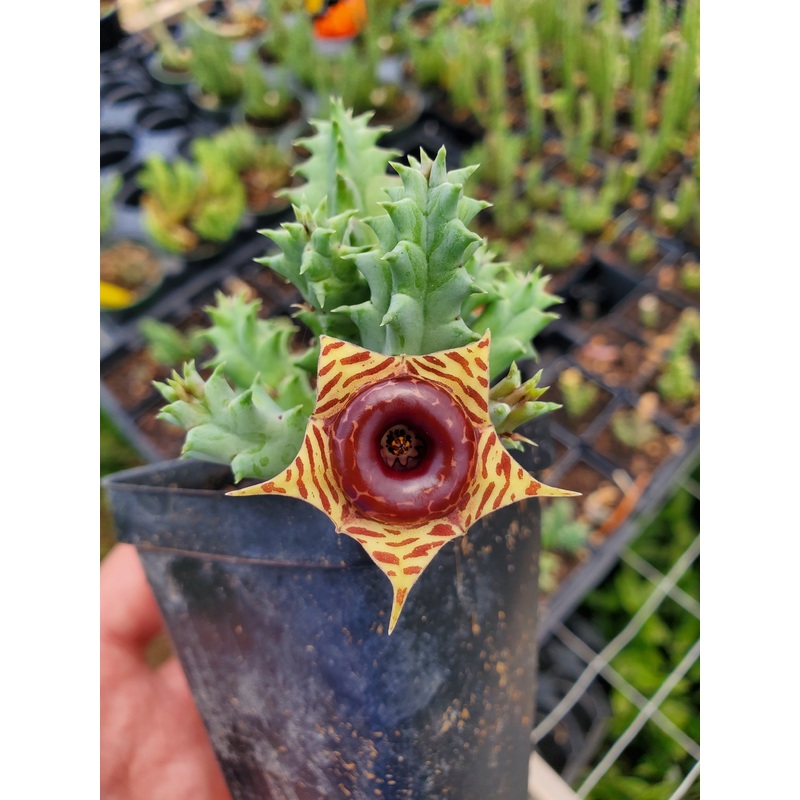 Huernia zebrina –Lifesaver Plant–