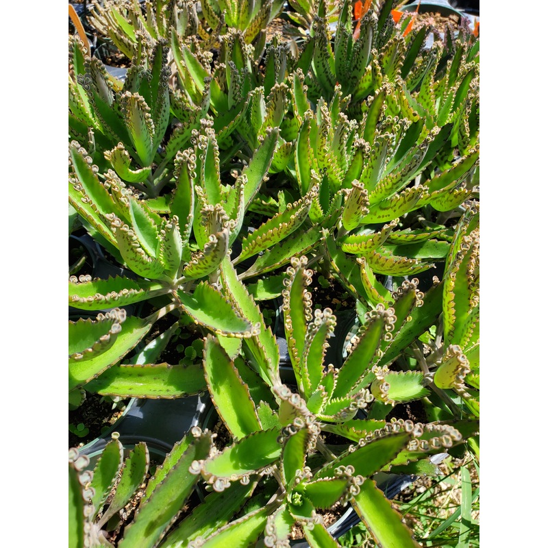 Kalanchoe delagoensis –Mother of Millions–