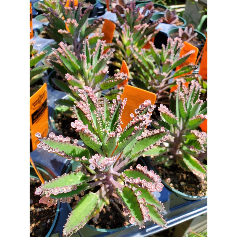Kalanchoe ‘Pink Butterflies’|4″ round pot