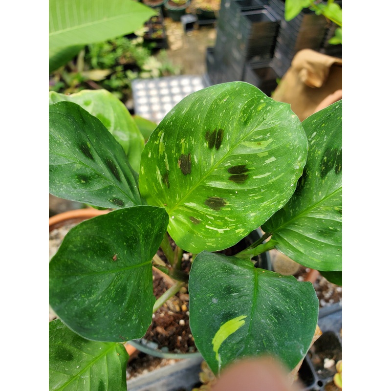 Maranta leuconeura ‘Variegata’ –Variegated Prayer Plant–