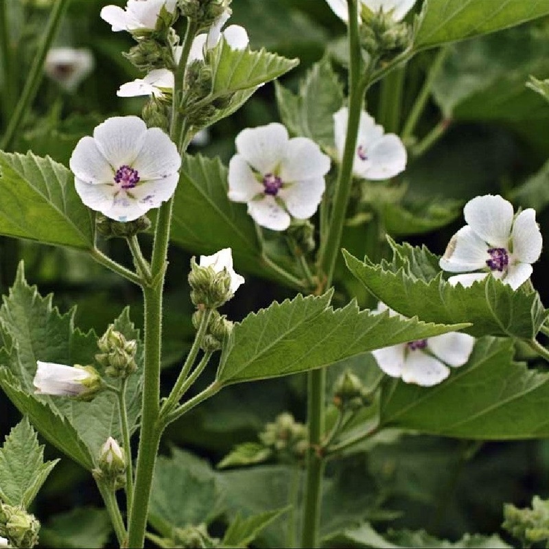 MARSHMALLOW –Althaea officinalis–