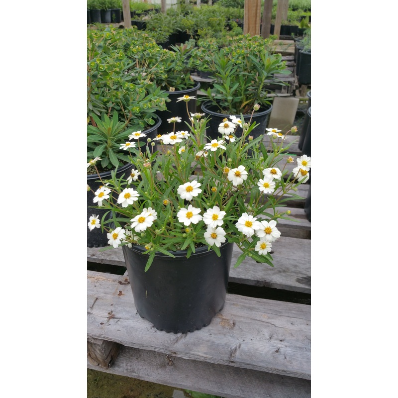 Melampodium leucanthum –Blackfoot Daisy–
