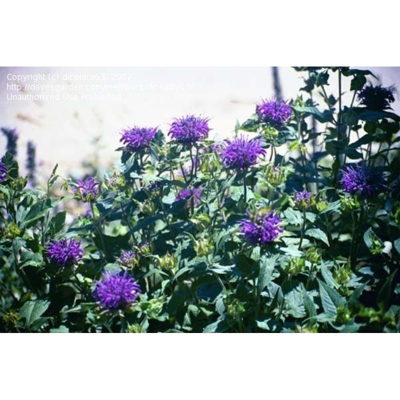 Monarda didyma –Blue Stocking Bee Balm–