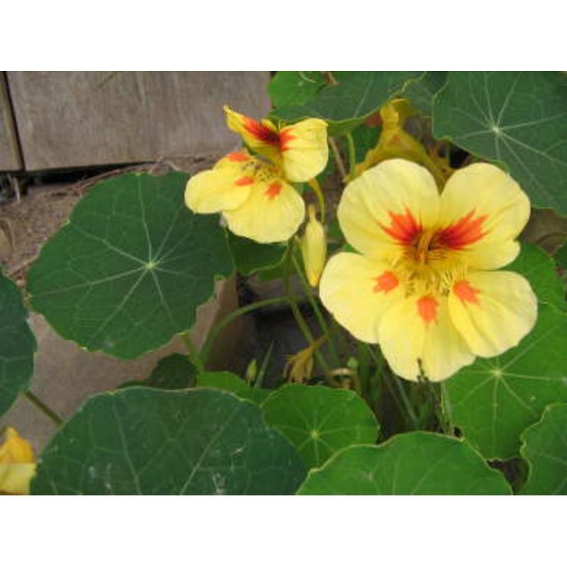 NASTURTIUM ‘Peach Melba’ –Tropaeolum minus–