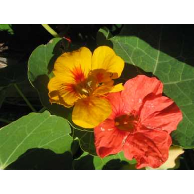 NASTURTIUM ‘Tall Climbing’ –Tropaeolum majus–