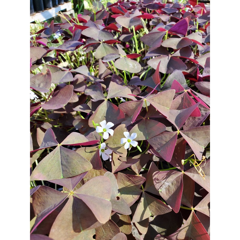 Oxalis triangularis ‘Black Beauty’