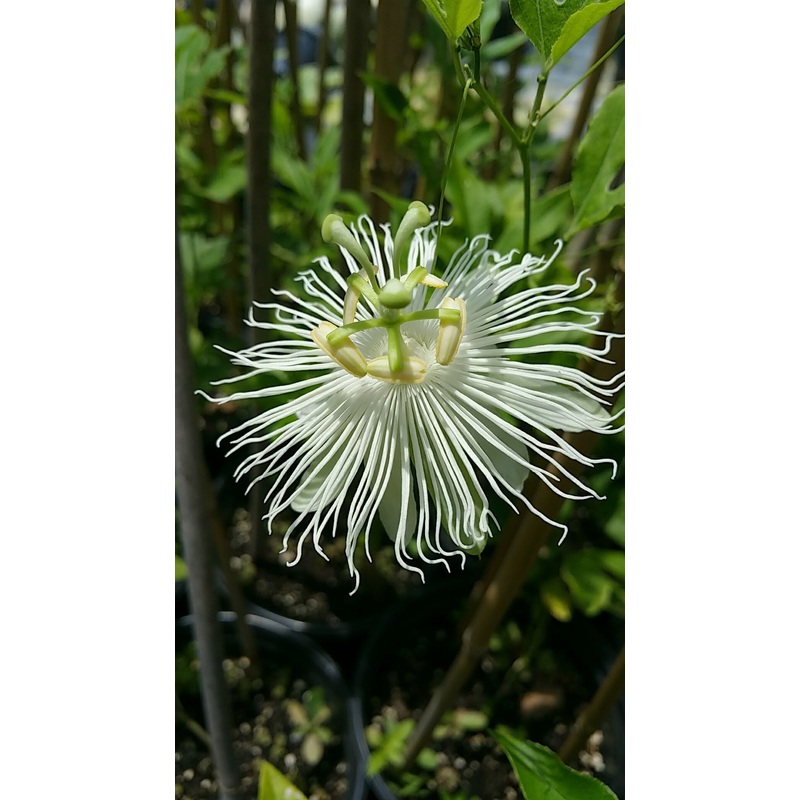 PASSIONFLOWER ‘White’ –Passiflora incarnata ‘Alba’–