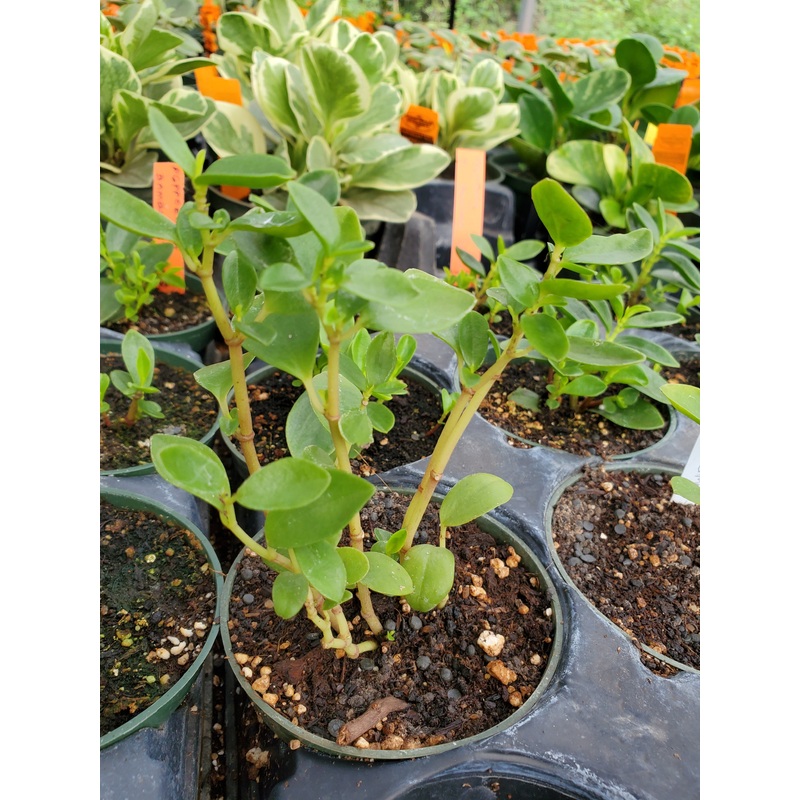 Peperomia ‘Bamboo Stalks’|4″ round pot