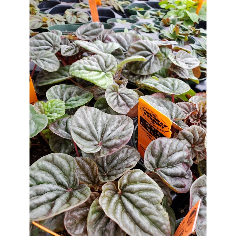 Peperomia caperata ‘Burgundy Ripple’