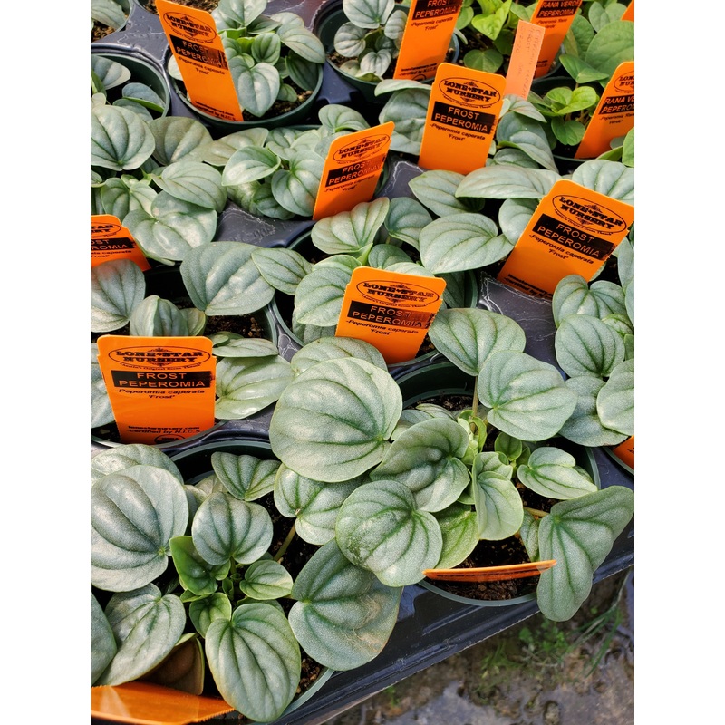 Peperomia caperata –Frost Peperomia–