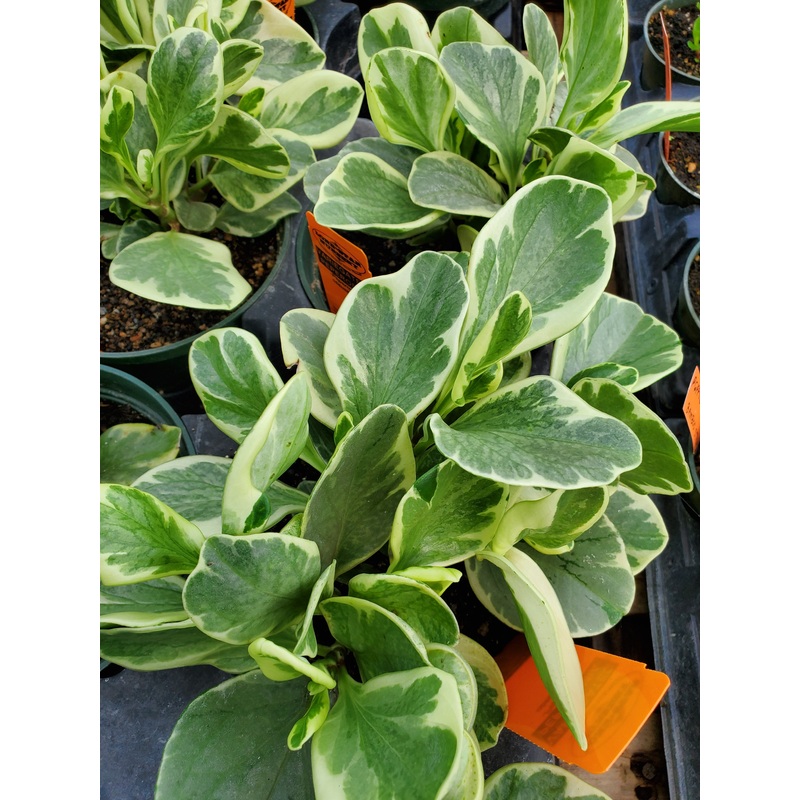 Peperomia obtusifolia var. variegata