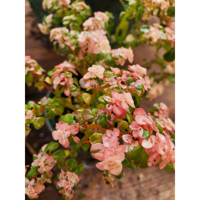 Pilea microphylla ‘Variegata’ –Tricolor Artillery Fern–