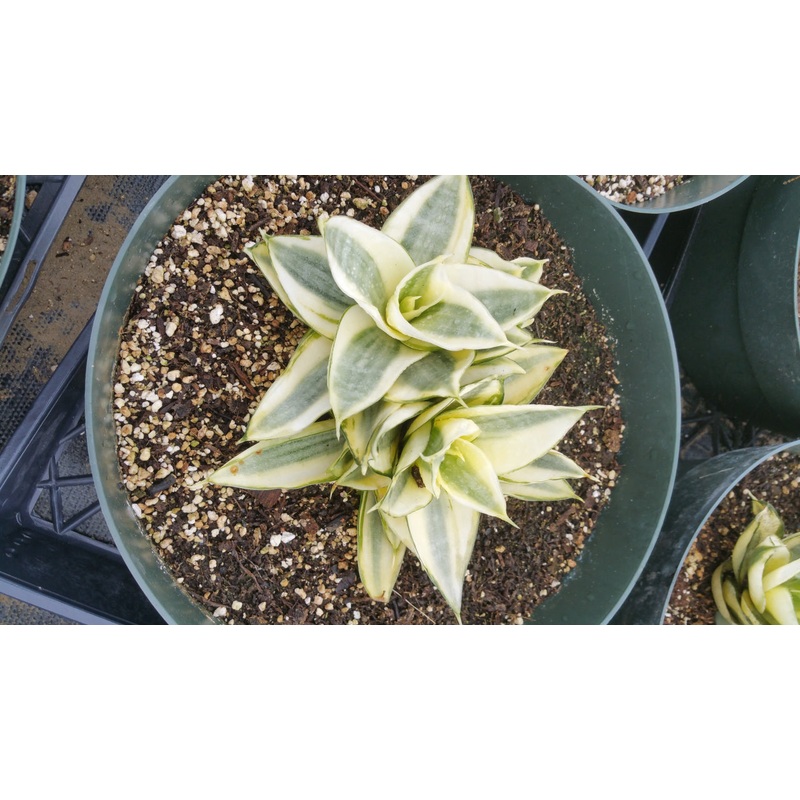 Sansevieria trifasciata –Golden Hahnii Snake Plant–